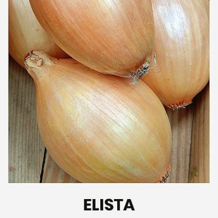 VALGOMIEJI SVOGŪNAI ELISTA