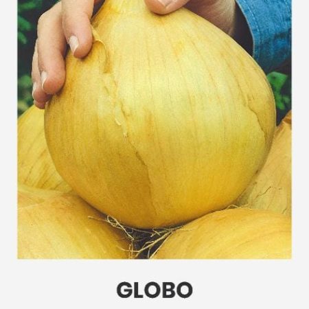 VALGOMIEJI SVOGŪNAI GLOBO