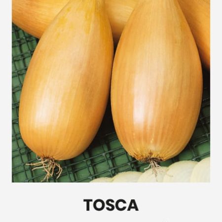 VALGOMIEJI SVOGŪNAI TOSCA