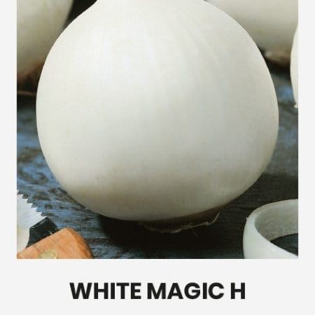 VALGOMIEJI SVOGŪNAI WHITE MAGIC H