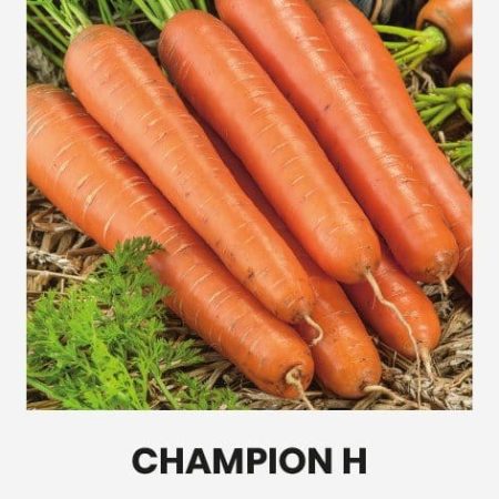 VALGOMOSIOS MORKOS CHAMPION H