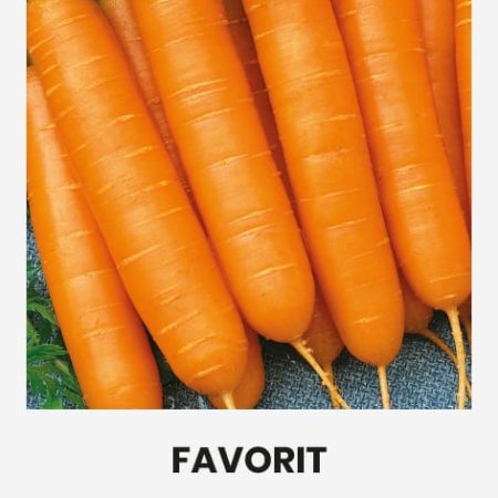 VALGOMOSIOS MORKOS FAVORIT