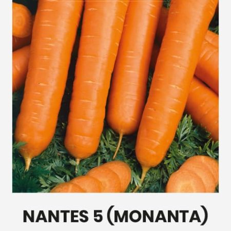 VALGOMOSIOS MORKOS NANTES 5 MONANTA