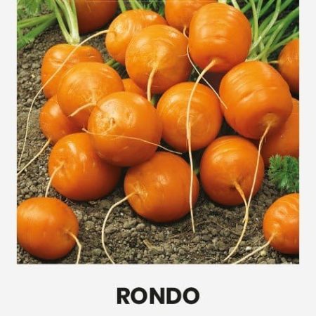 VALGOMOSIOS MORKOS RONDO