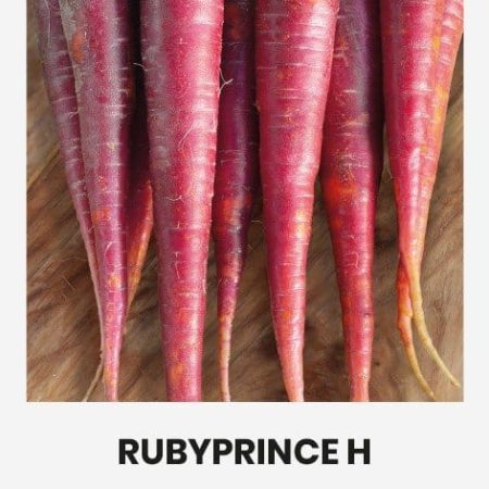 VALGOMOSIOS MORKOS RUBYPRINCE H