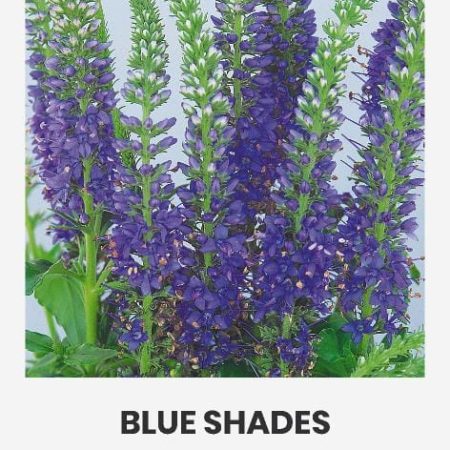VARPOTOSIOS VERONIKOS BLUE SHADES