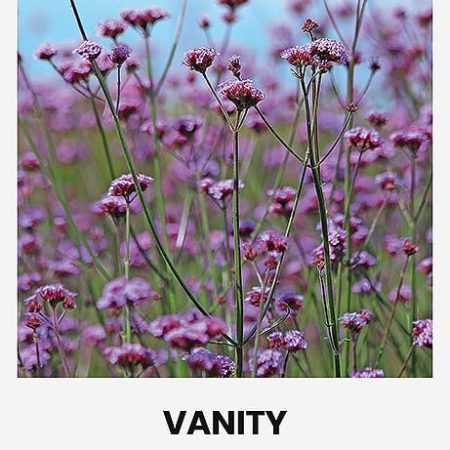 VERBENOS PATAGONINĖS VANITY