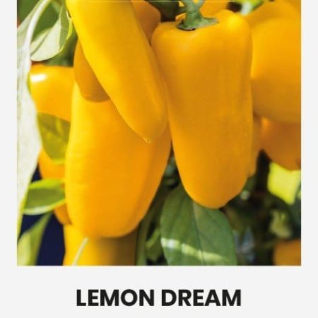 VIENAMETĖS PAPRIKOS LEMON DREAM