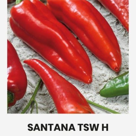 VIENAMETĖS PAPRIKOS SANTANA TSW H