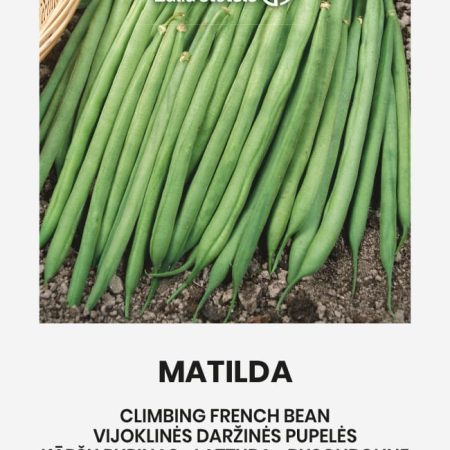 VIJOKLINĖS PUPELĖS MATILDA