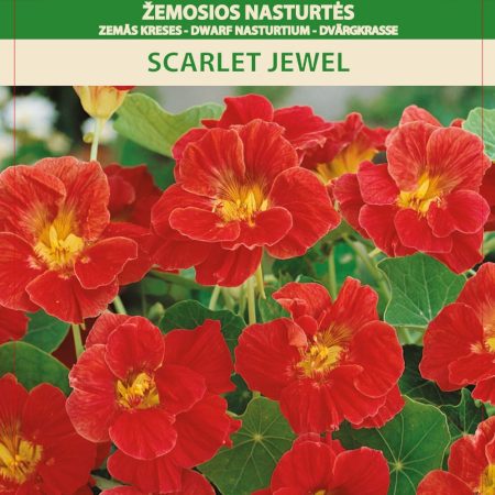 ŽEMOSIOS NASTURTĖS SCARLET JEWEL
