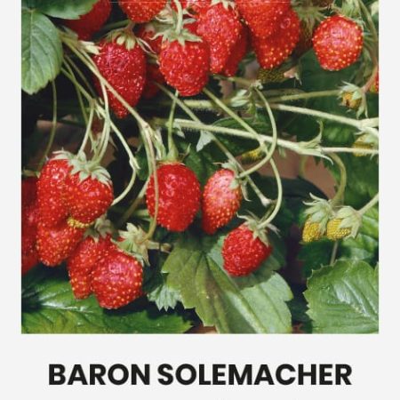 ŽEMUOGĖS BARON SOLEMACHER