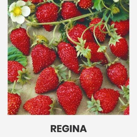 ŽEMUOGĖS REGINA