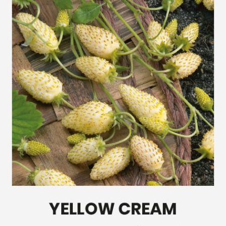 ŽEMUOGĖS YELLOW CREAM