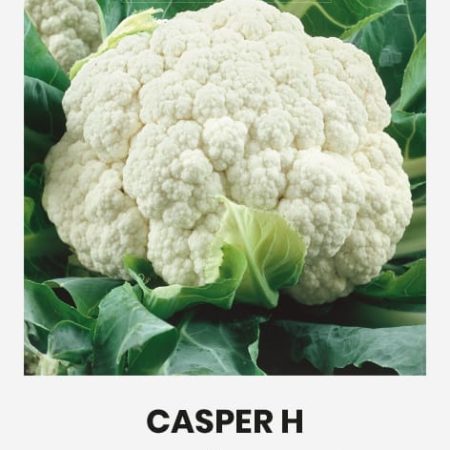 ŽIEDINIAI KOPŪSTAI CASPER H
