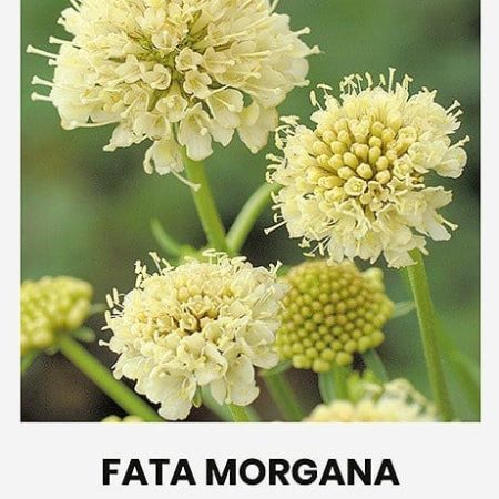 ŽVAIGŽDŪNĖS FATA MORGANA