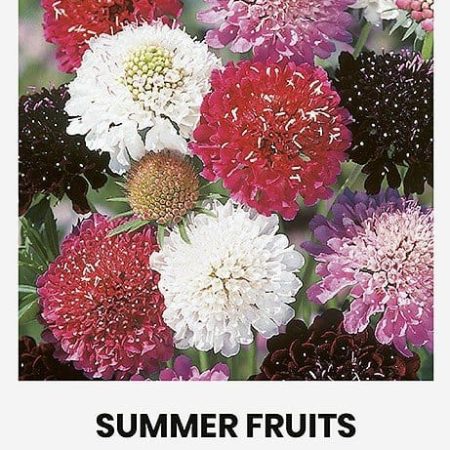 ŽVAIGŽDŪNĖS RAUDONOSIOS SUMMER FRUITS